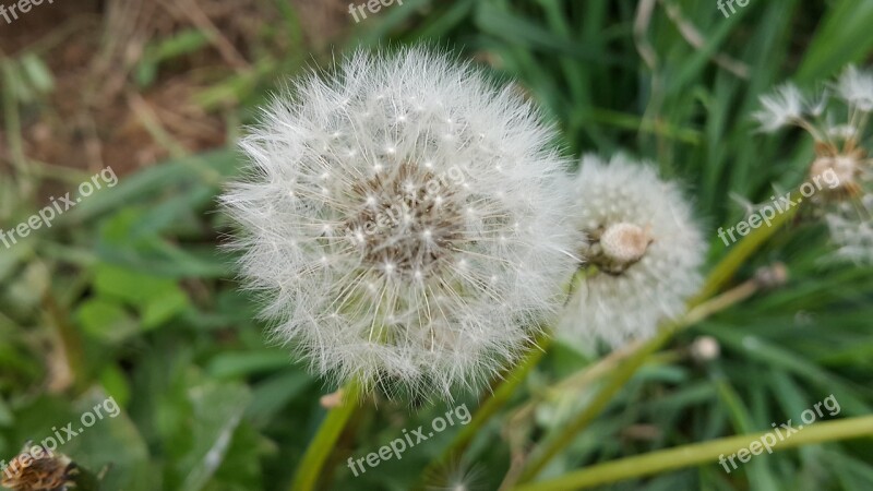 Dandelion Dandelion Seeds Dandelion Flower Free Photos