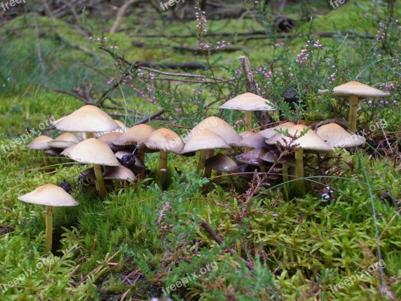 Nature Mushrooms Forest Forest Mushroom Plant