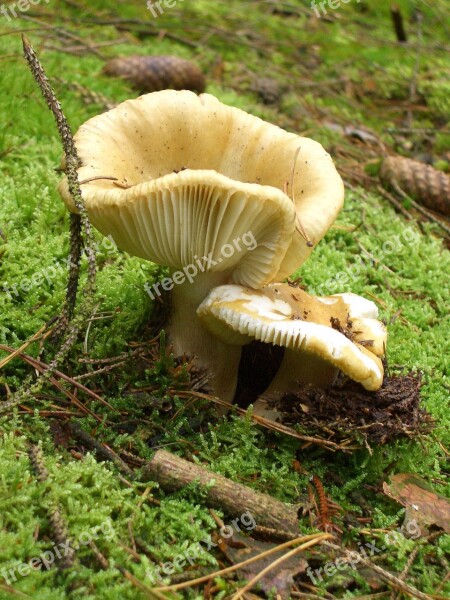 Nature Mushrooms Forest Autumn Forest Mushroom