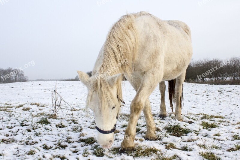 Winter Horse White Grasses Free Photos