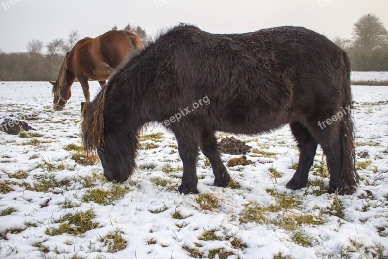 Winter Horses Grasses Free Photos