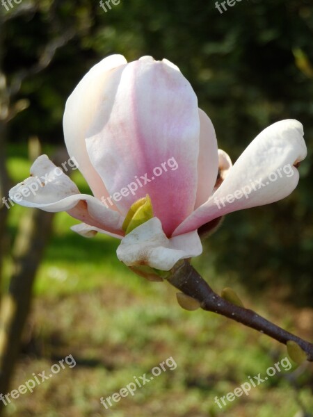 Magnolia Bud Flower Blossom Bloom