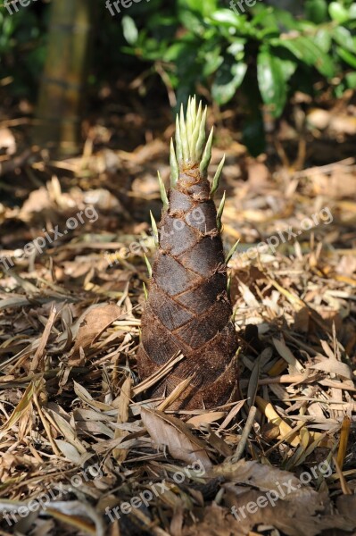 Bamboo Shoots Bamboo Forest Bud May