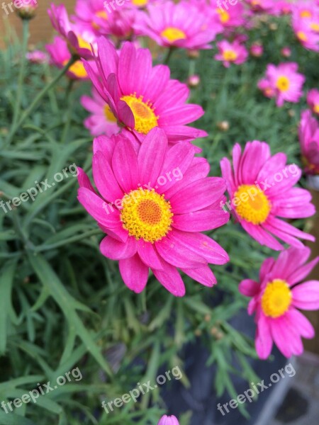 Flower Margriet Flowers Pink Flower Summer