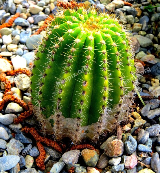 Cactus Nature Plant Green Natural