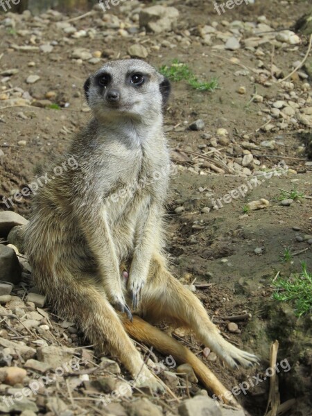 Meerkat Zoo Africa Sit Sand