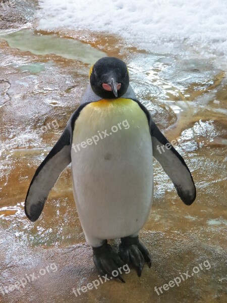 Penguin Mer De Glace Zoo Animal Animal Rock