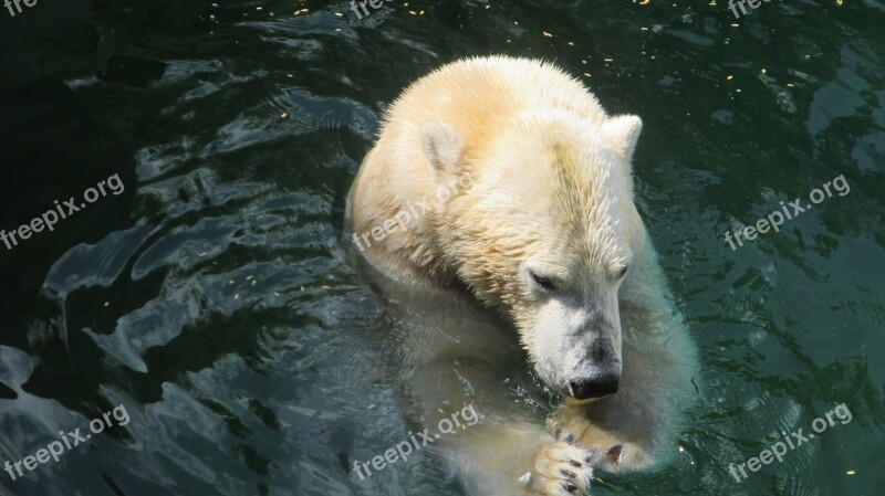 Zoo Animal Animal World White Polar Bear