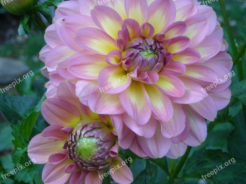 Dahlia Flower Summer Petal Nature