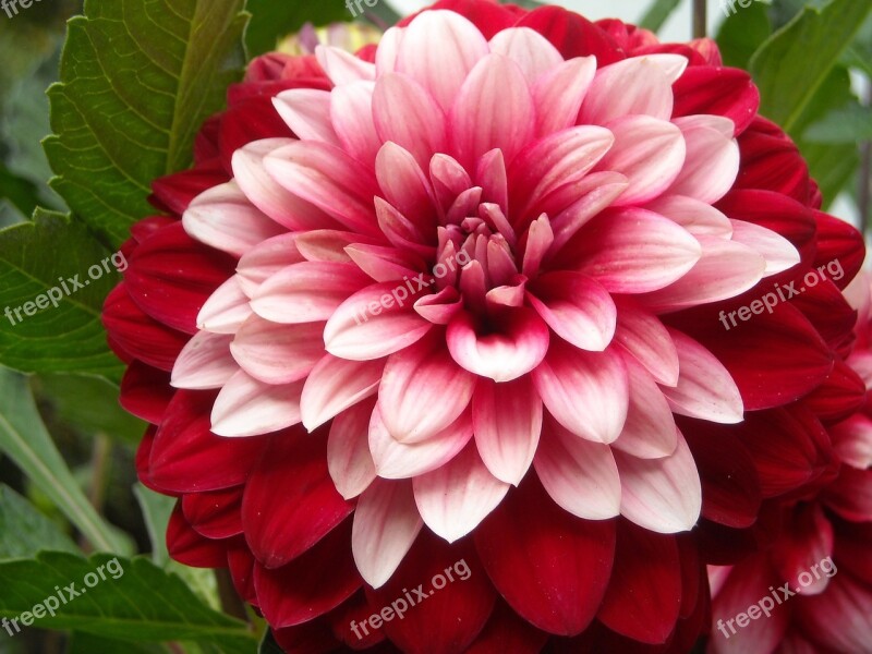 Dahlia Flower Summer Petal Nature