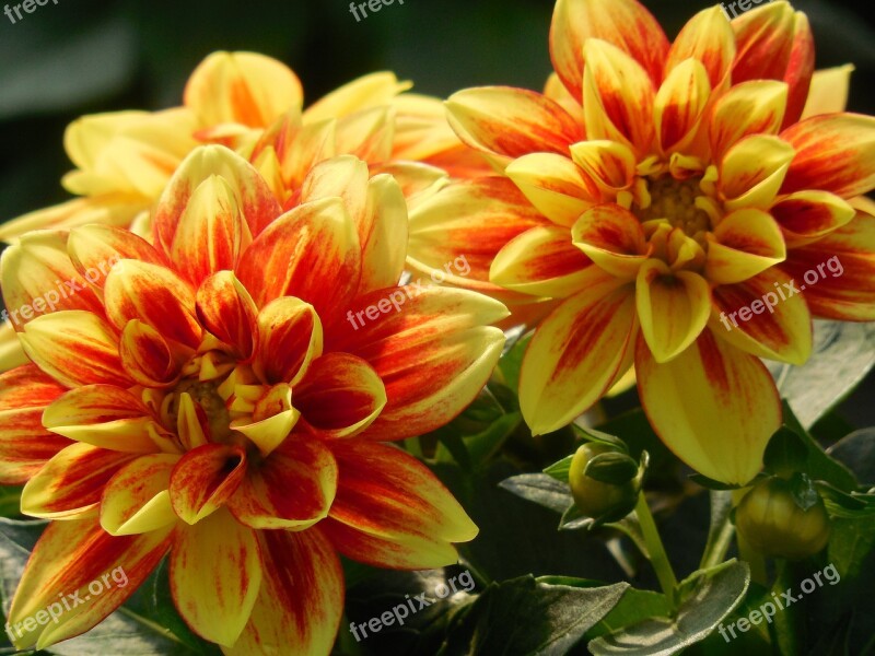 Dahlia Flower Summer Petal Nature