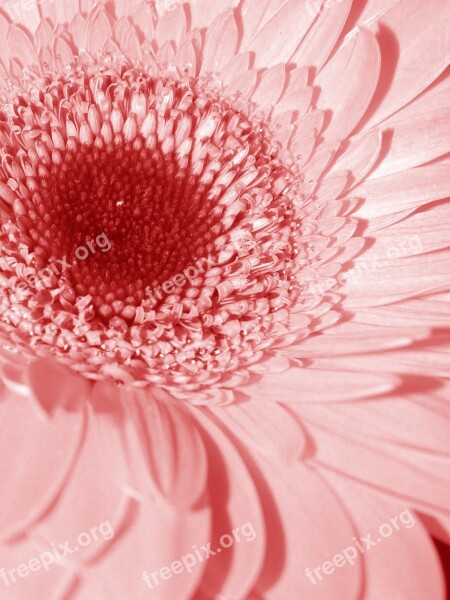 Pink Flower Daisy Mutisioideae Gerbera