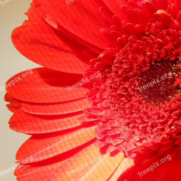 Red Daisy Flower Nature Floral