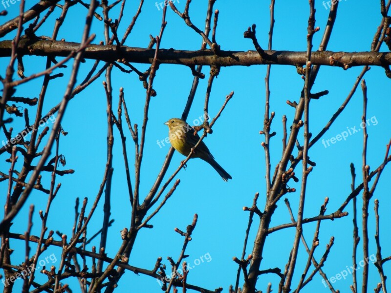 Little Bird The Sky Spring Free Photos