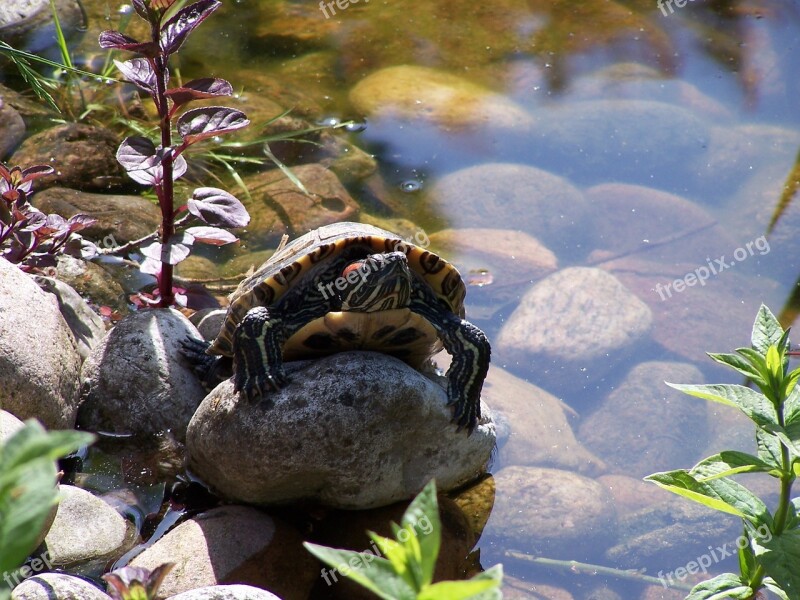 Pond Turtle Nature Free Photos