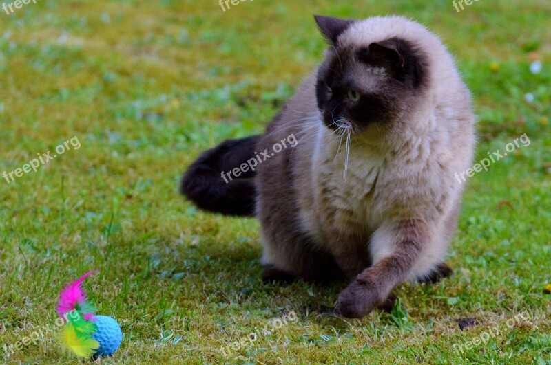 Cat British Shorthair Play Mieze Thoroughbred