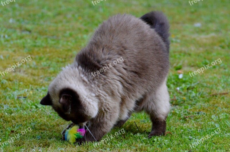 Cat British Shorthair Play Mieze Thoroughbred