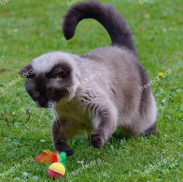 Cat British Shorthair Play Mieze Thoroughbred