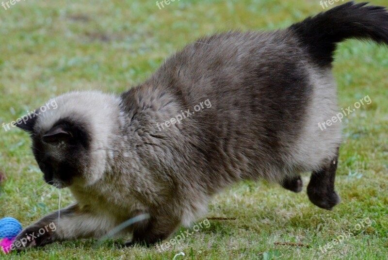 Cat British Shorthair Play Mieze Thoroughbred