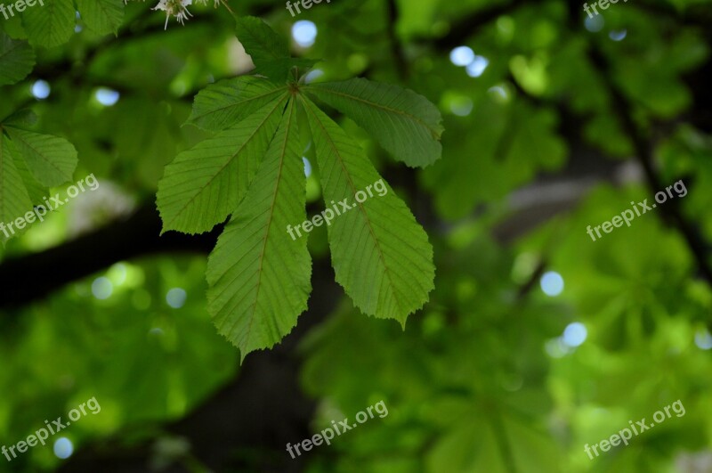 Background Image Chestnut Leaves Tree Nature