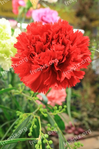 Carnation Dianthus Red Flower Free Photos