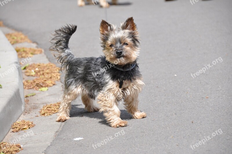 Yorkshire Terrier Dog Animal Small Free Photos