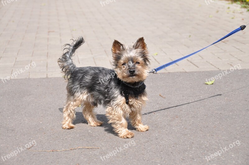 Yorkshire Terrier Dog Small Free Photos