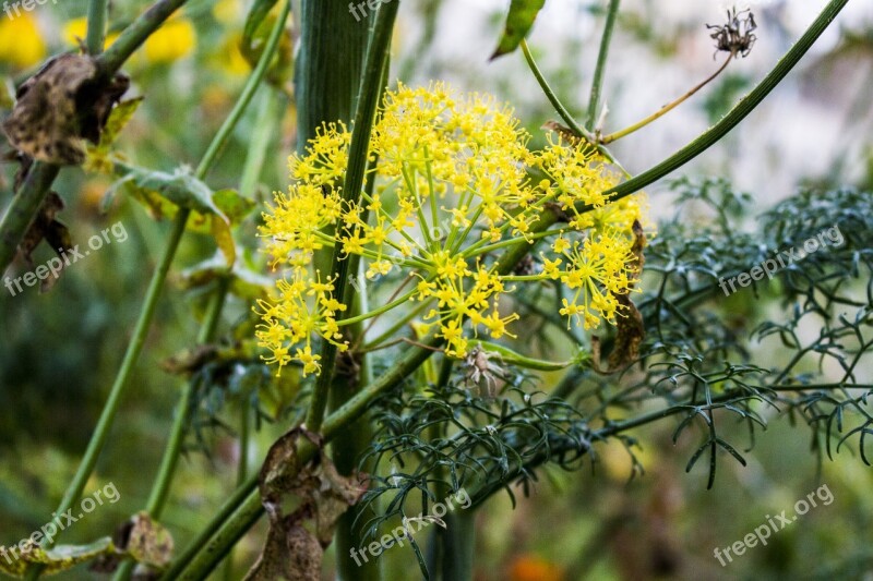 Fennel Flower Nature Yellow Botanical