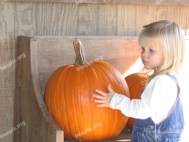 Pumpkin Patch Harvest Orange Farm