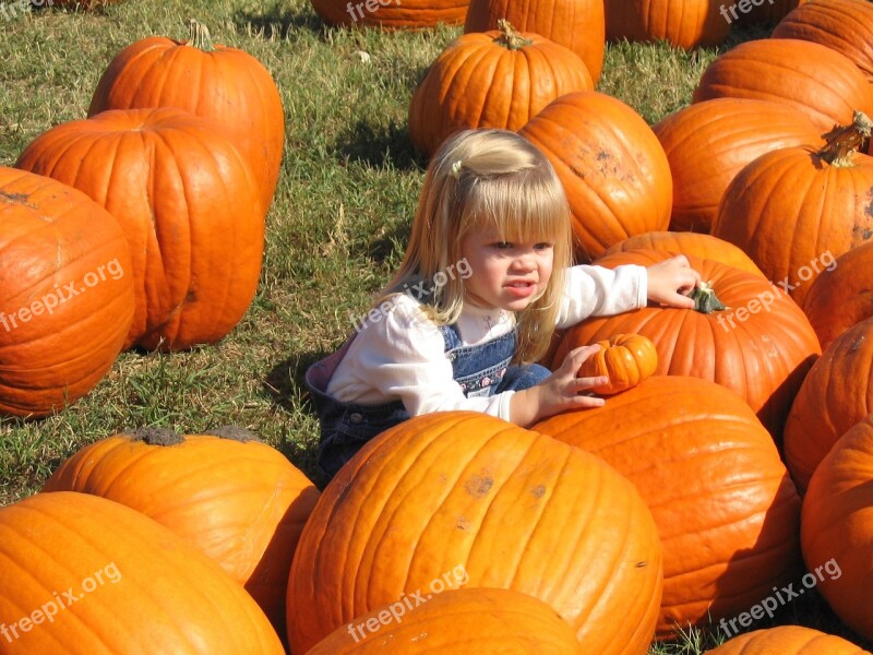 Pumpkin Patch Halloween Fall Harvest