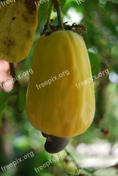 Cashew Tropical Fruit Fruit Free Photos