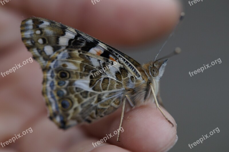 Butterfly Vanessa Cardui Close Up Edelfalter Insect