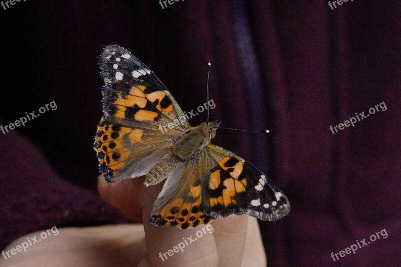 Butterfly Vanessa Cardui Close Up Edelfalter Insect