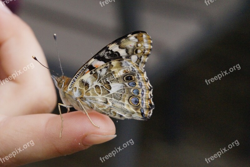 Butterfly Vanessa Cardui Close Up Edelfalter Insect