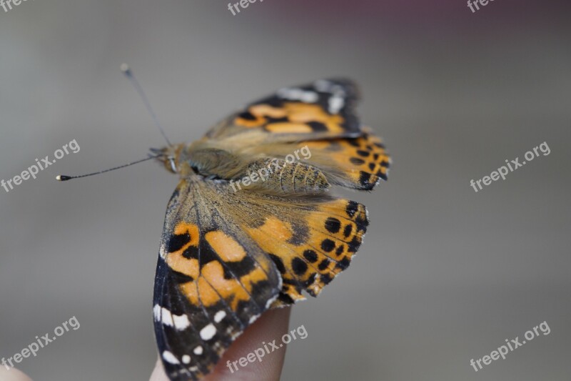 Butterfly Finger Hand Insect Nature