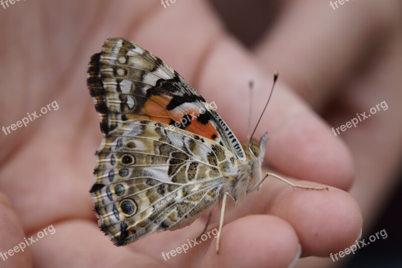 Butterfly Vanessa Cardui Close Up Blossom Bloom