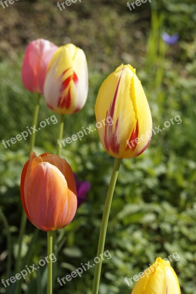 Tulips Garden Cut Flowers Spring Nature