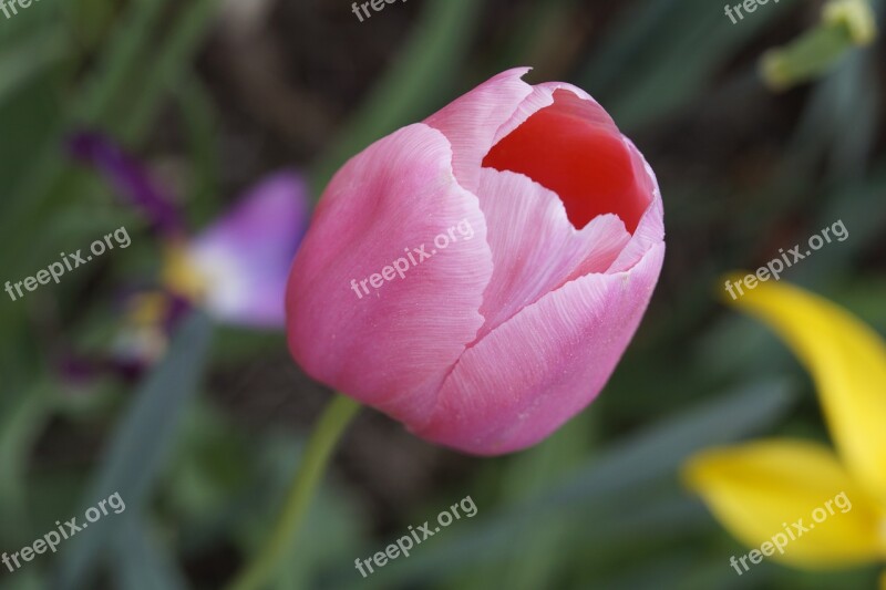 Tulip Pink Schnittblume Garden Spring