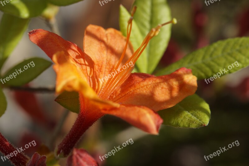 Azalea Blossom Bloom Orange Spring