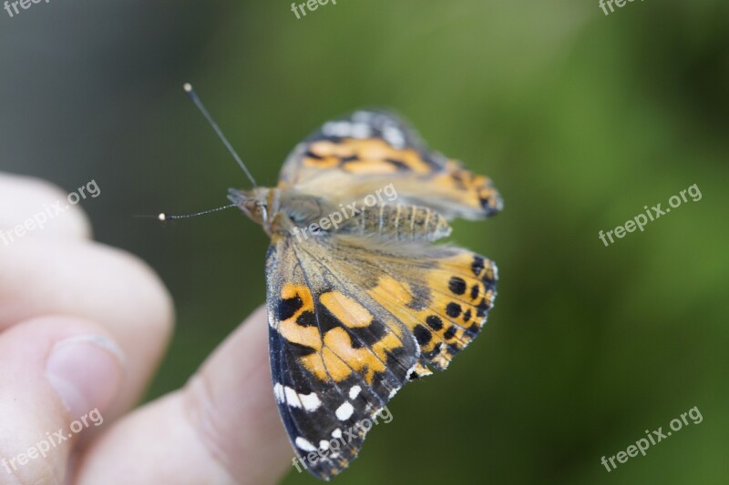 Butterfly Finger Hand Insect Nature