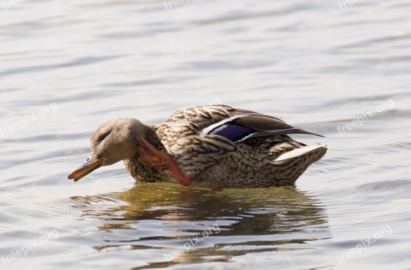 Duck Water Bird Duck Bird Free Photos