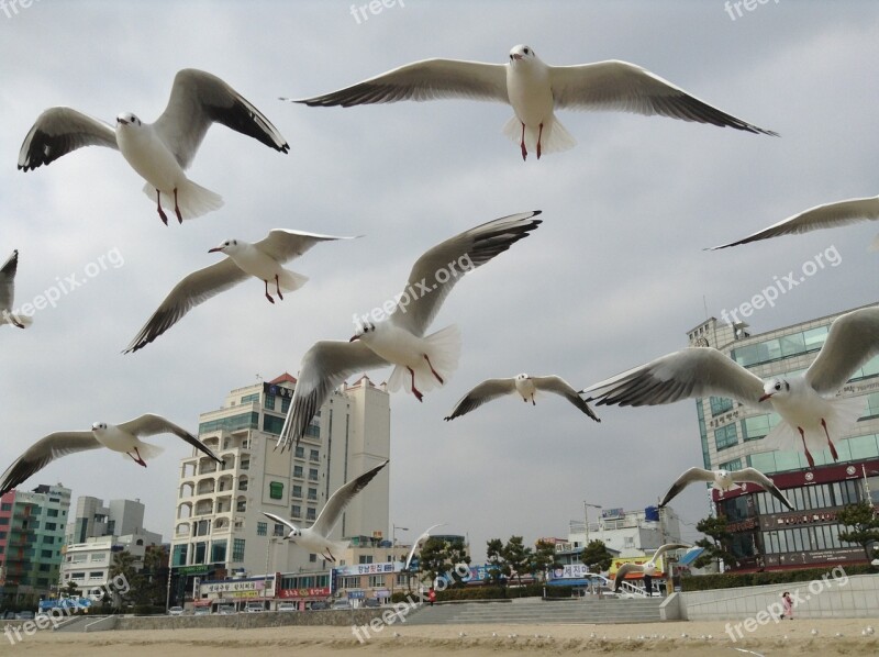 Seagull Sea New Free Photos