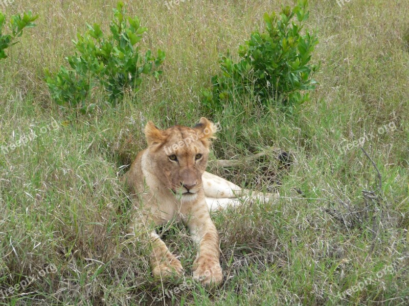 Lion Cub Kenya Wild Wildlife