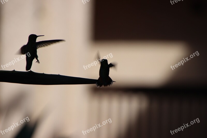 Hummingbird Silhouette Flying Bird Nature