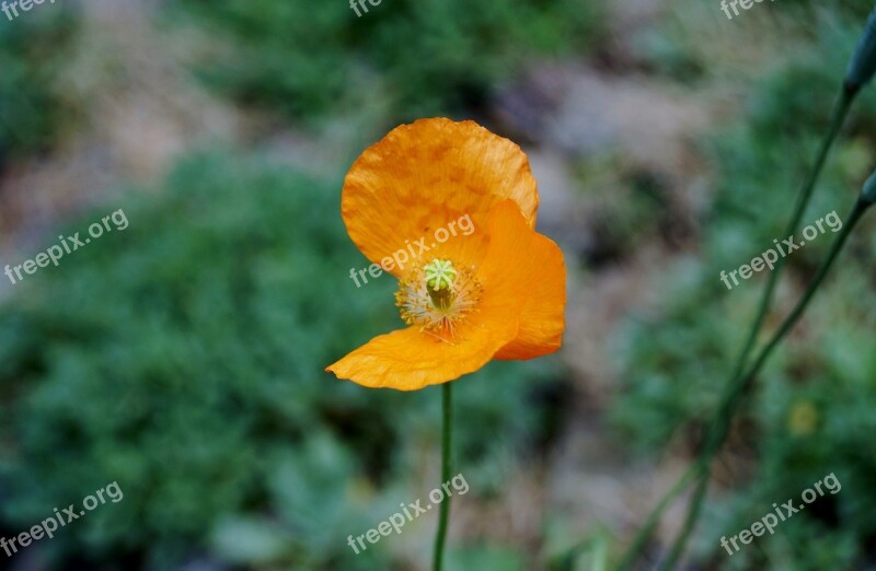 Flower Red Weed Lonely Imperfect Imperfection