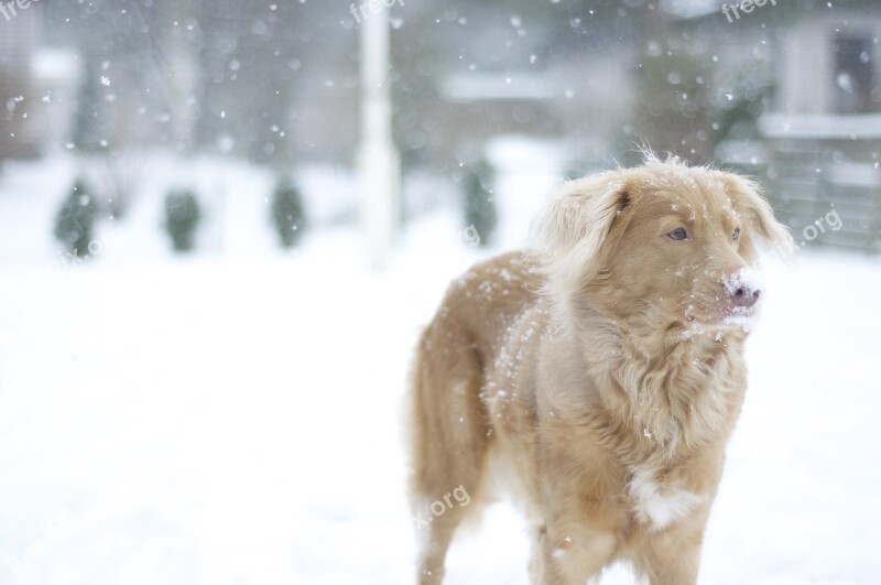 Dog Retriever Snow Winter Nova Scotia Duck Tolling Retriever