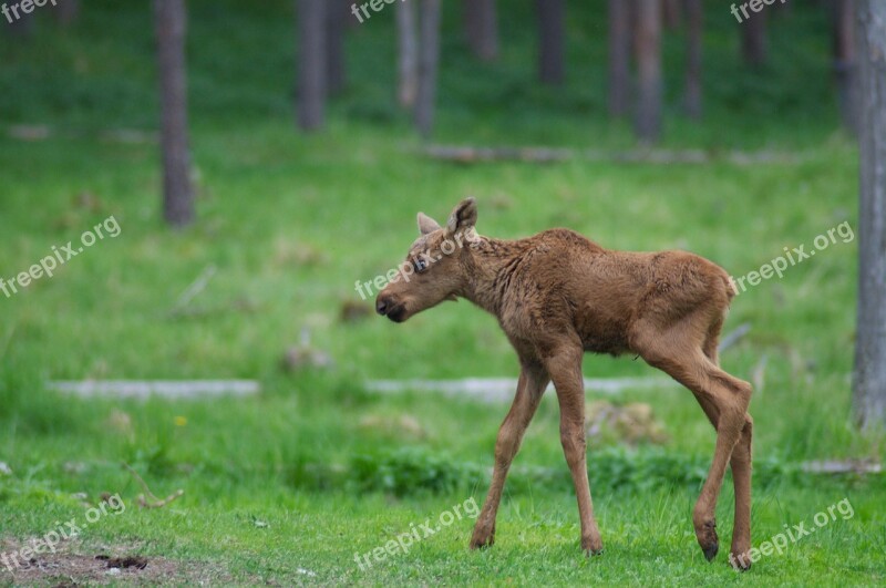 Hart Calf Moose Vasa Zoo ähtäri