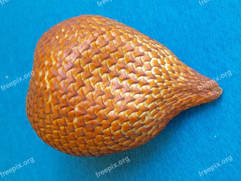 Snakefruit Salacca Edulis Snake Skin Fruit Indonesia Salak Palm