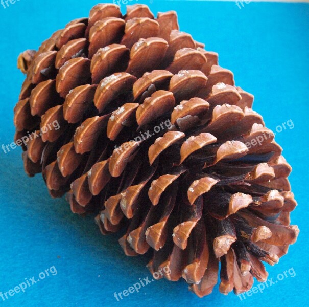 The Beach Pine Cones Pinus Pinaster Pinus Maritima Maritime Pine Star Pine