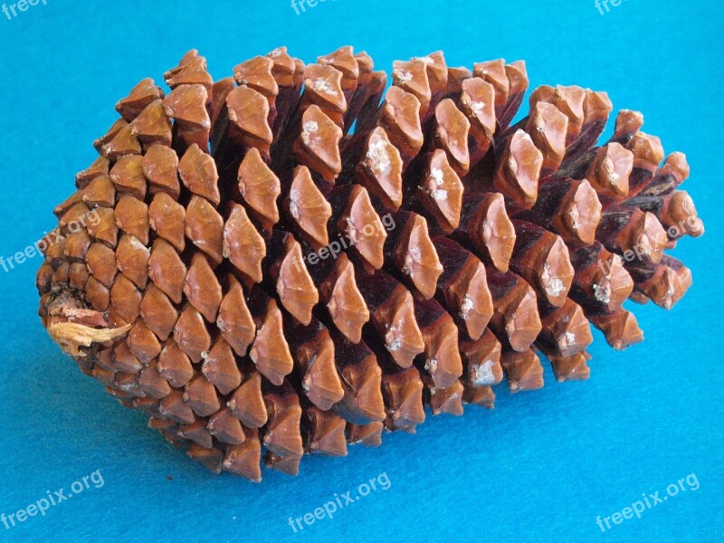 The Beach Pine Cones Pinus Pinaster Pinus Maritima Maritime Pine Star Pine